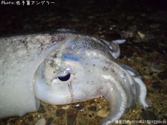 ����䥱����