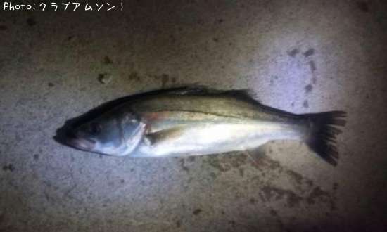 �����Х�