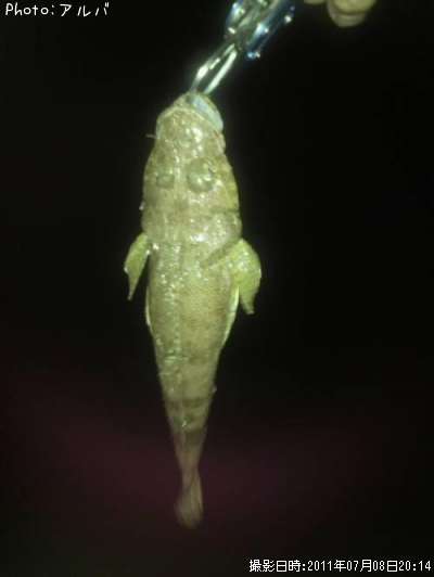 �ޥ�����