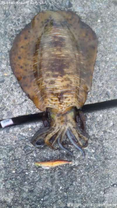 �ߥ�����