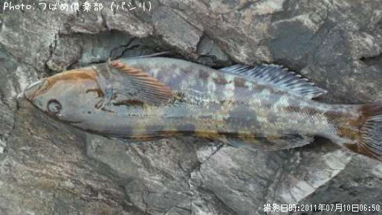 �����ʥ�