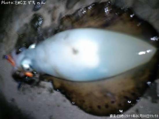 �����ꥤ��