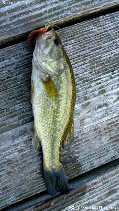 �֥�å��Х�