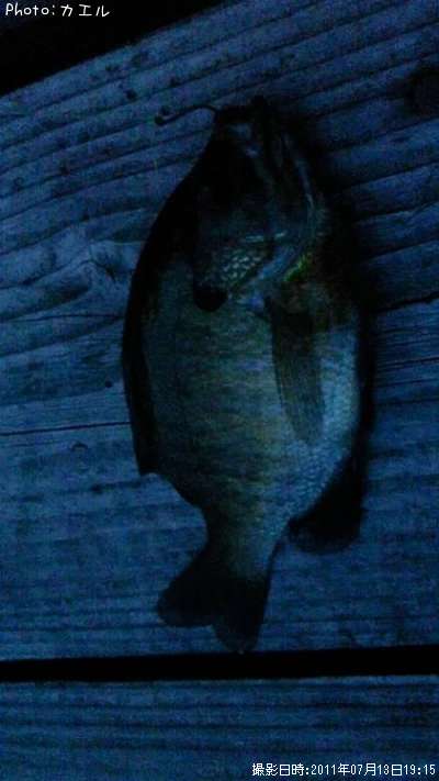 �֥�֥륮�󥮥�