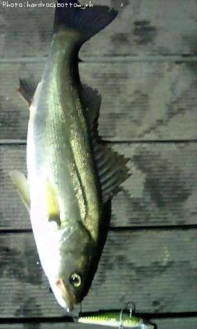 �����Х�