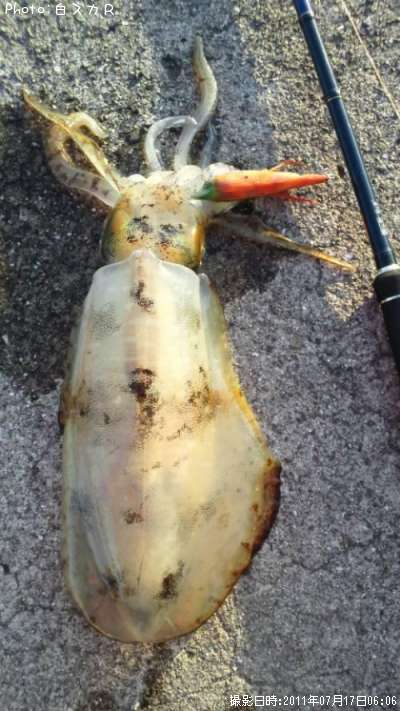 �����ꥤ��