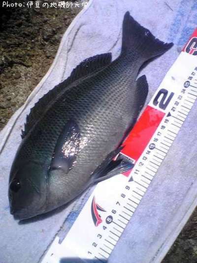 �����᥸��