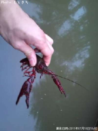 ����ꥫ���ꥬ��