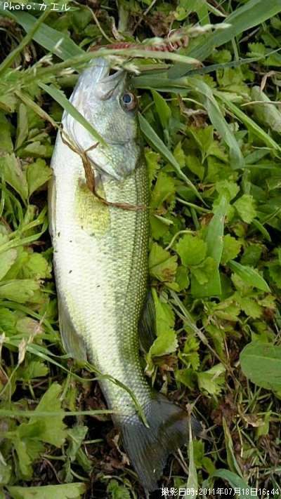 �֥�å��Х�