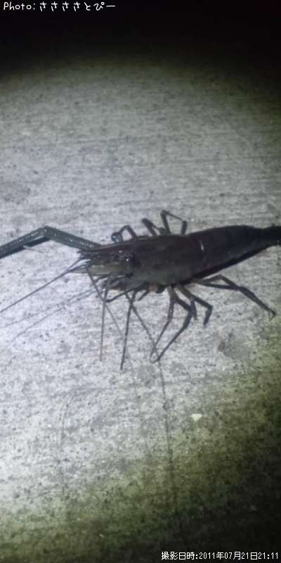 ��Ĺ����