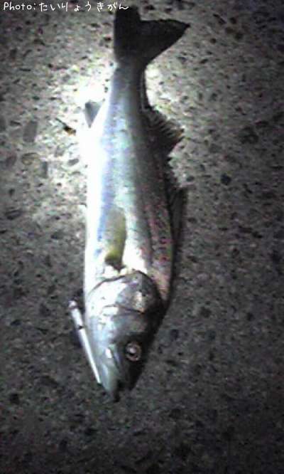 �����Х�