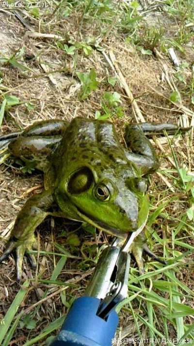 �ӥå�����