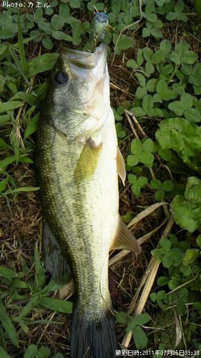 �֥�å��Х�