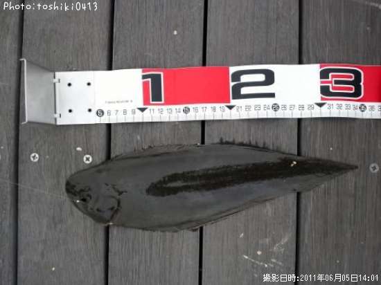 �����ӥ��