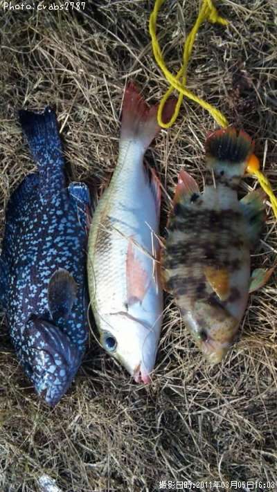 �ߡ��Х��������ʥ����ҥ�����