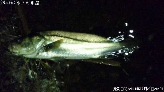 �����Х�