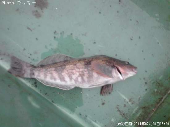 �����ʥ�