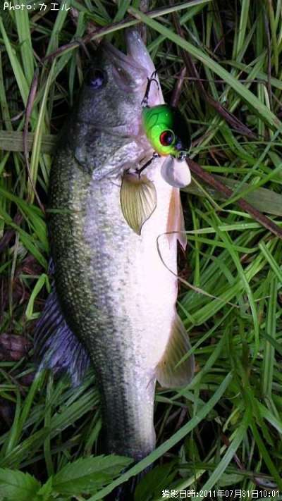 �֥�å��Х�