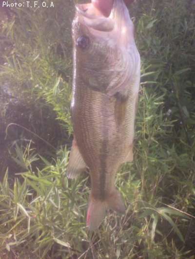 �֥�å��Х�