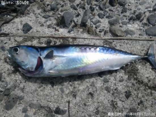 ���������ĥ�