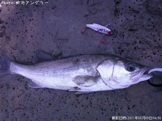 �����Х�