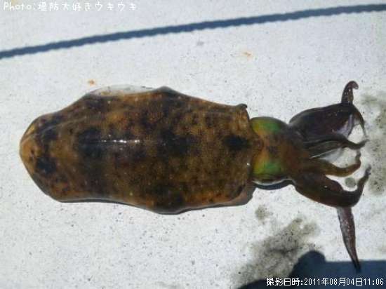 �����ꥤ��