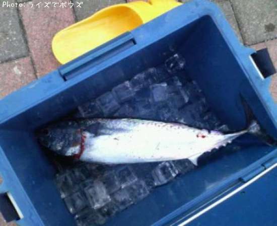 ���������ĥ�