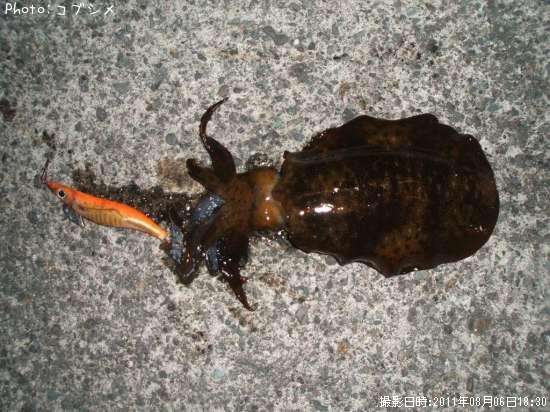 �����ꥤ��