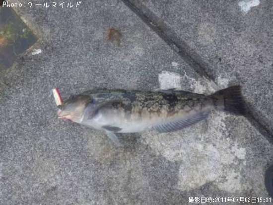 �����ʥ�