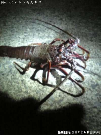 ������Ϸ