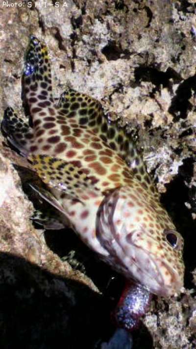 �����ߡ��Х�