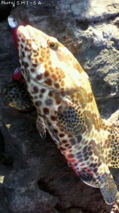 �����ߡ��Х�