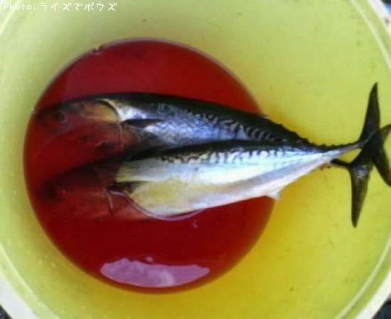 ���������ĥ�