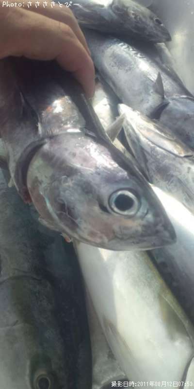 ���������ĥ�