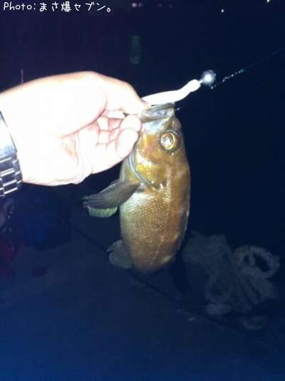 ������Х�