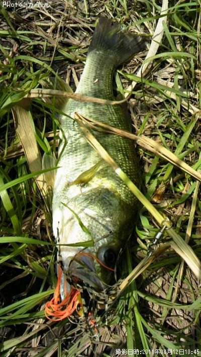 �֥�å��Х�