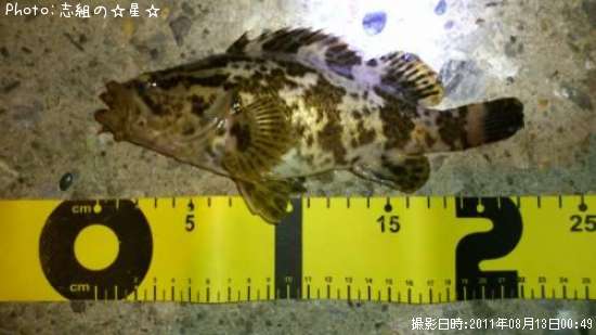 �����Υ���Х�