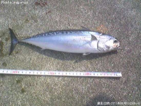 ���������ĥ�