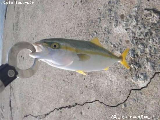 �����å�