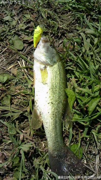 �֥�å��Х�