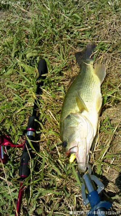 �֥�å��Х�