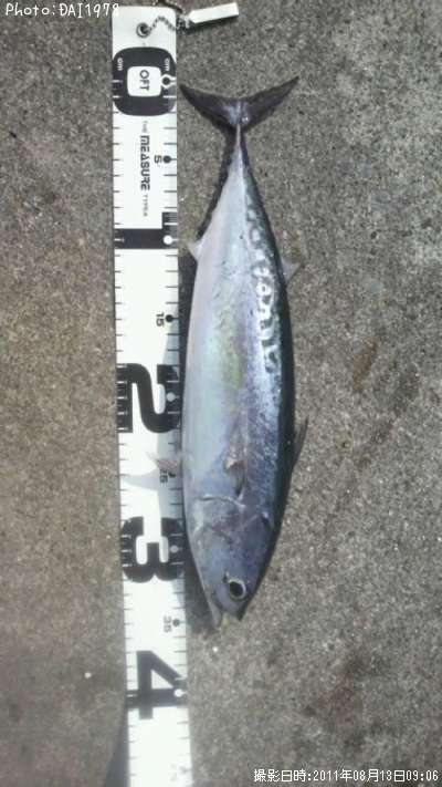 ���������ĥ�