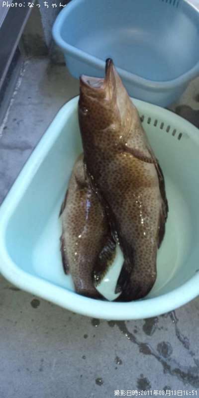 �����ϥ�