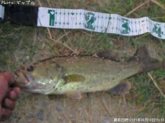 �֥�å��Х�