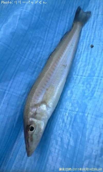 Ŵˤ�����������ä�����