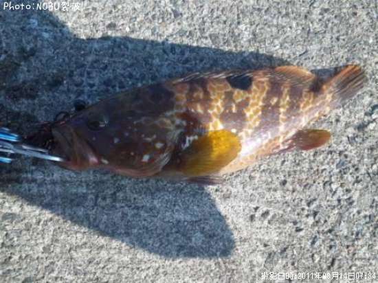 �����ϥ�