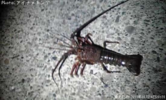 ������Ϸ