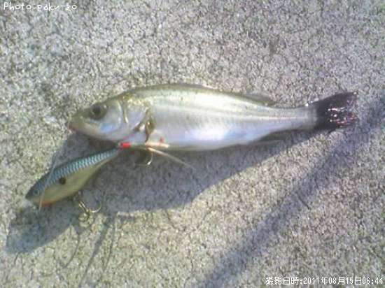 �����Х�