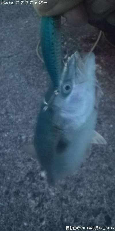 �參��