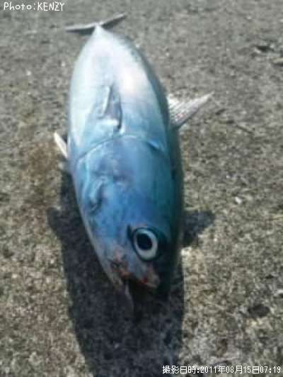 ���������ĥ�